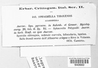 Sphaerella tirolensis image